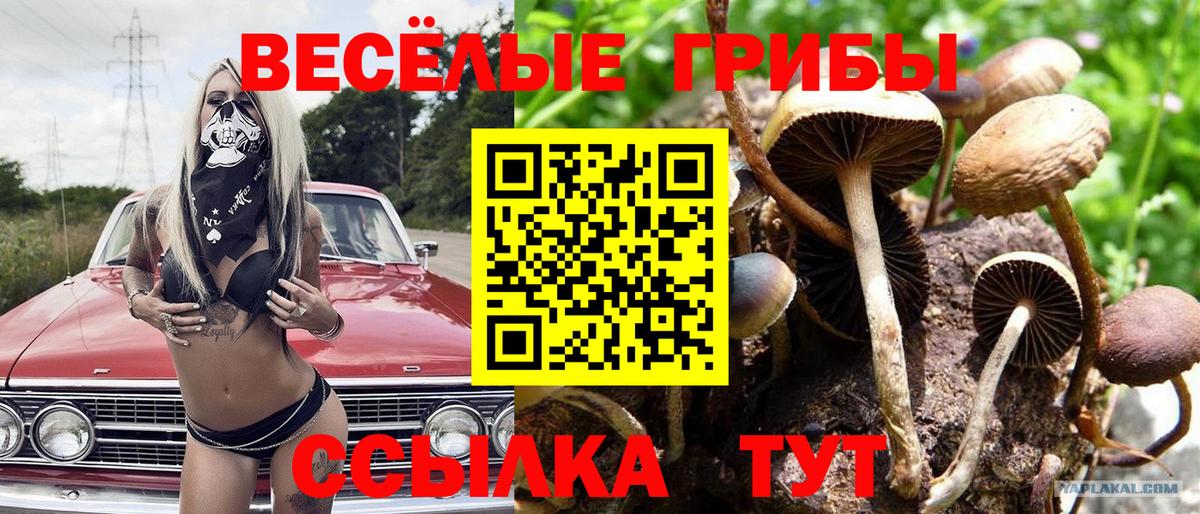 Галлюциногенные грибы Psilocybe  Псилоцибиновые грибы мухоморы  Вход с VPN  Татарск 